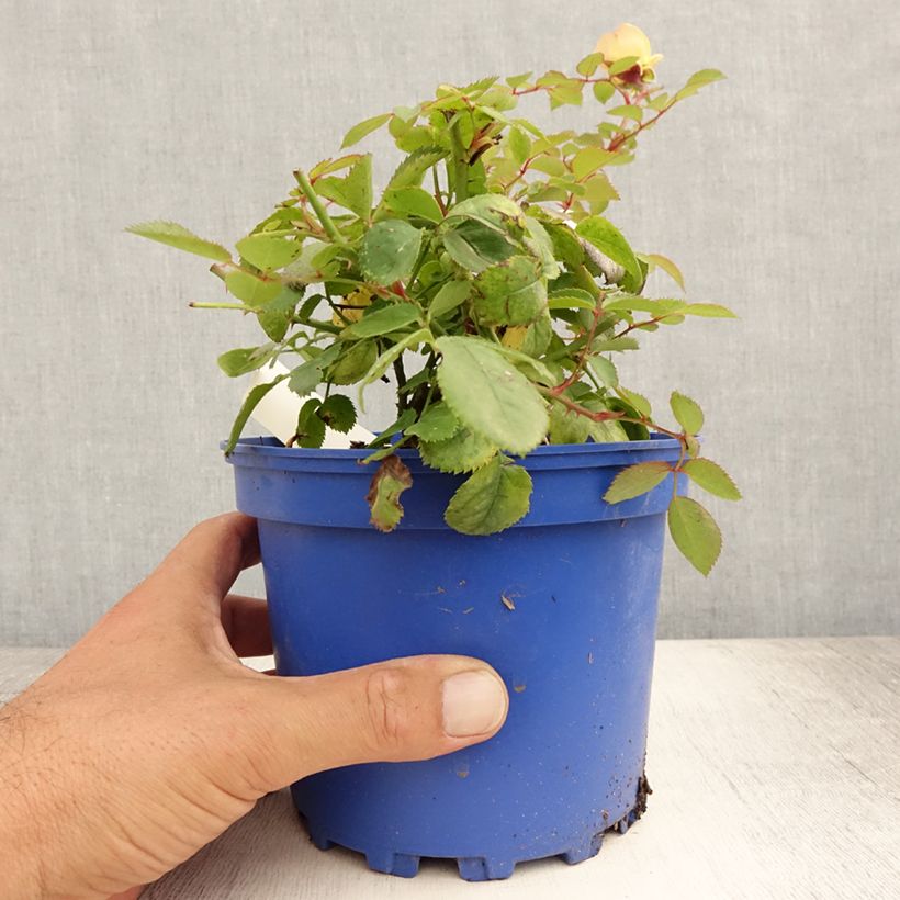 Exemplar von Rosa Soleya - Bodendecker-Rose Topf mit 2L/3L wie im Sommer geliefert