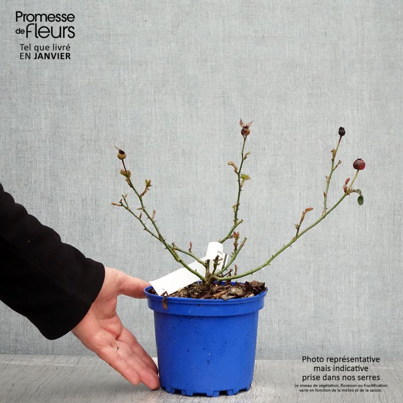 Exemplar von Rosa Soleya - Bodendecker-Rose Topf mit 2L/3L wie im Winter geliefert