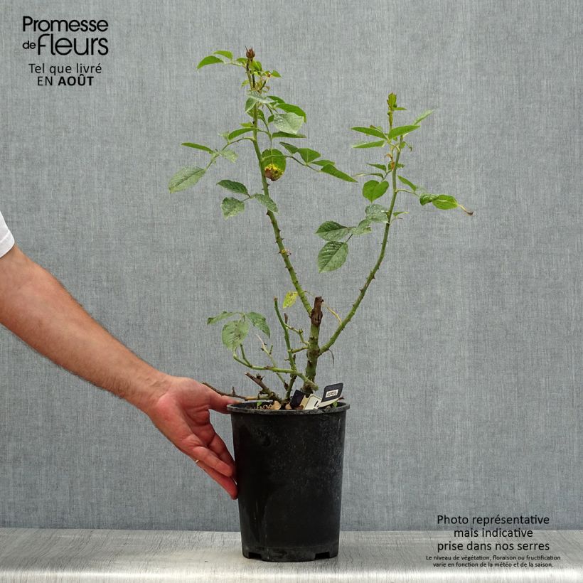 Exemplar von Rosa Amber Voluptia - Bodendecker-Rose Topf mit 4L/5L wie im Sommer geliefert