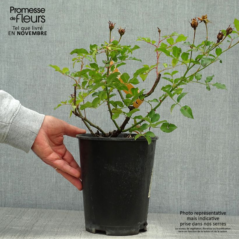 Exemplar von Rosa Calizia - Bodendecker-Rose Topf mit 4L/5L wie im Herbst geliefert