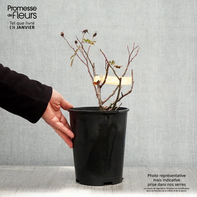 Exemplar von Rosa Calizia - Bodendecker-Rose Topf mit 4L/5L wie im Winter geliefert