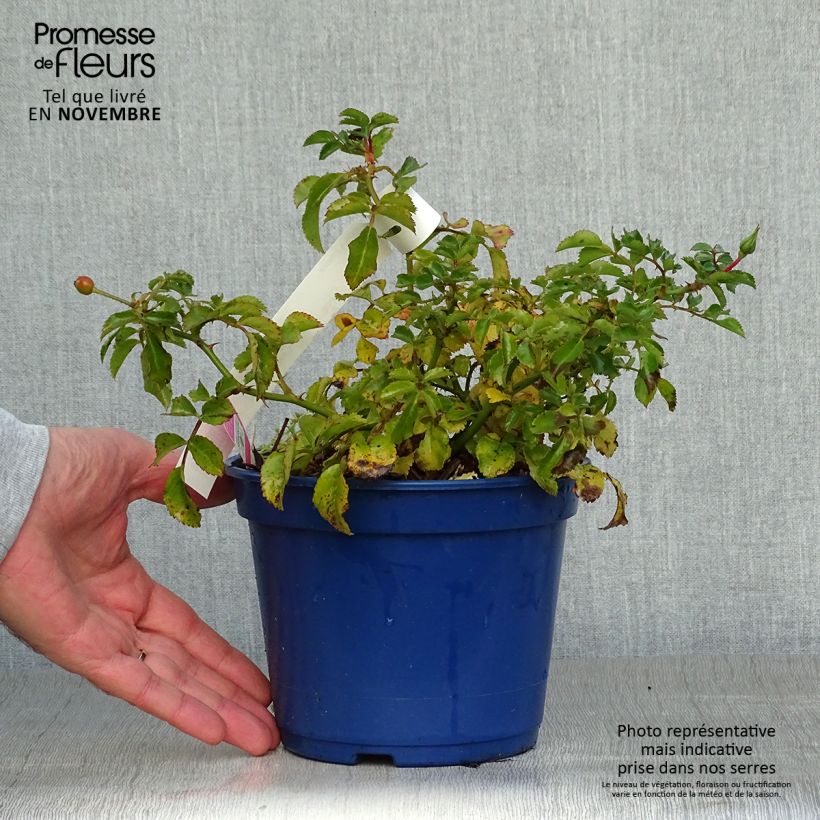 Exemplar von Rosa Heidetraum (Emera) - Bodendecker-Rose Topf mit 2L/3L wie im Herbst geliefert