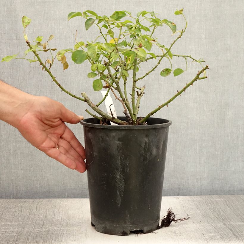 Exemplar von Rosa Kadora - Bodendecker-Rose Topf mit 4L/5L wie im Sommer geliefert