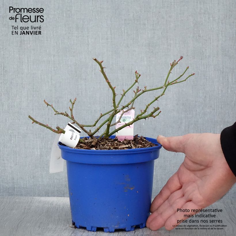 Exemplar von Rosa Mareva - Bodendecker-Rose Topf mit 2L/3L wie im Winter geliefert