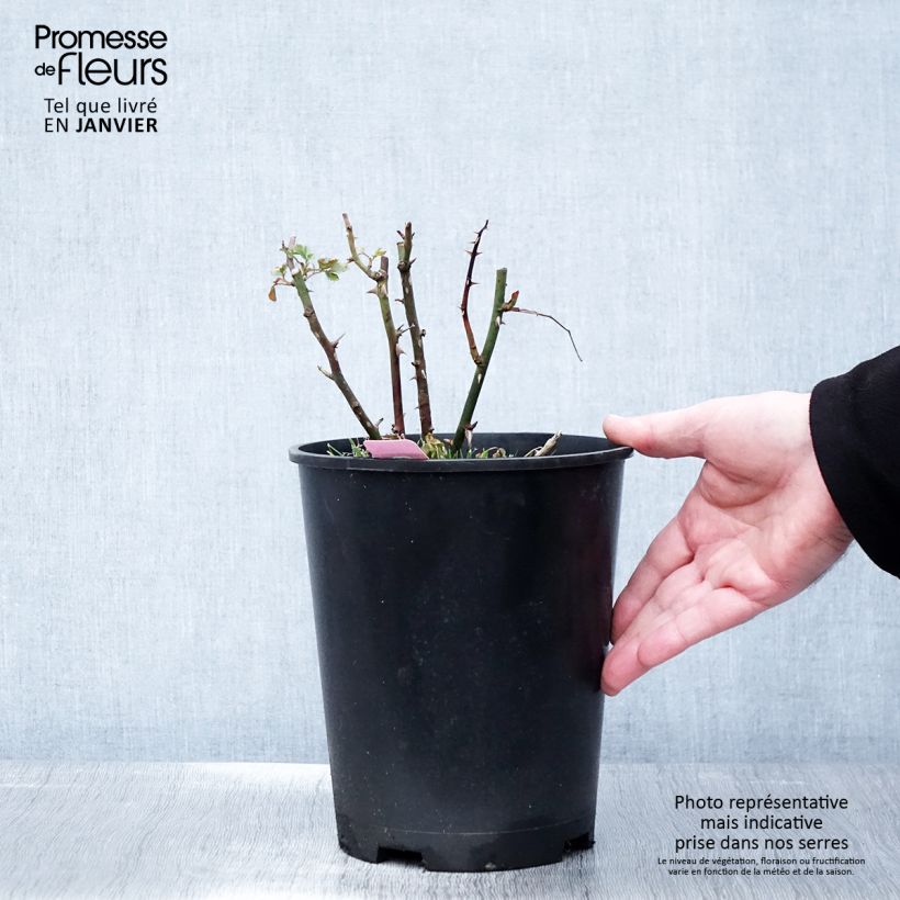 Exemplar von Rosa Mareva - Bodendecker-Rose Topf mit 4L/5L wie im Winter geliefert