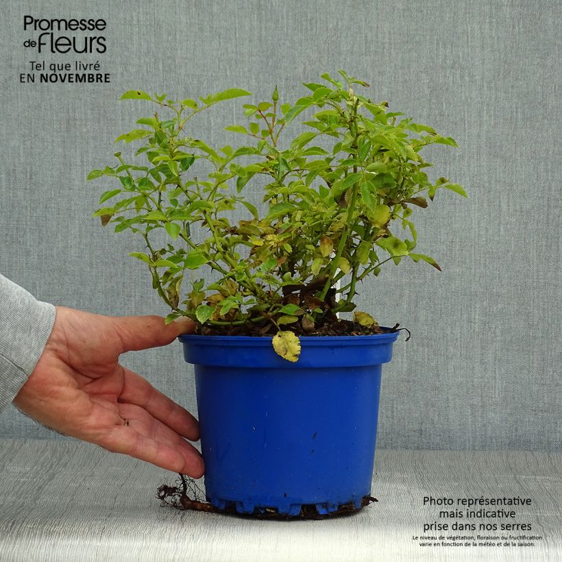 Exemplar von Rosa Schneeflocke (Opalia) - Rambler-Rose Topf mit 2L/3L wie im Herbst geliefert