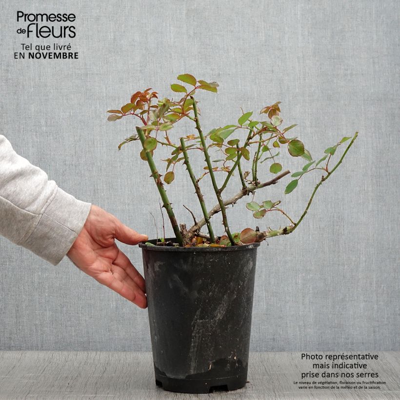 Exemplar von Rosa Vesuvia - Bodendecker-Rose Topf mit 4L/5L wie im Herbst geliefert