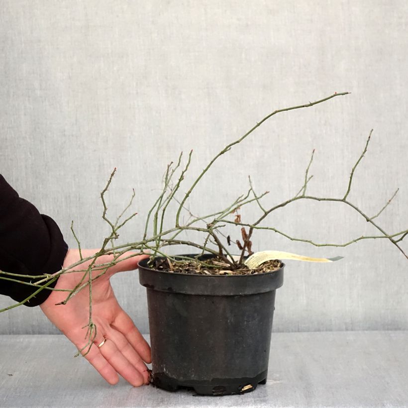 Exemplar von Rosa arvensis - Heckenrose - Botanische Rose Topf mit 2L/3L wie im Winter geliefert