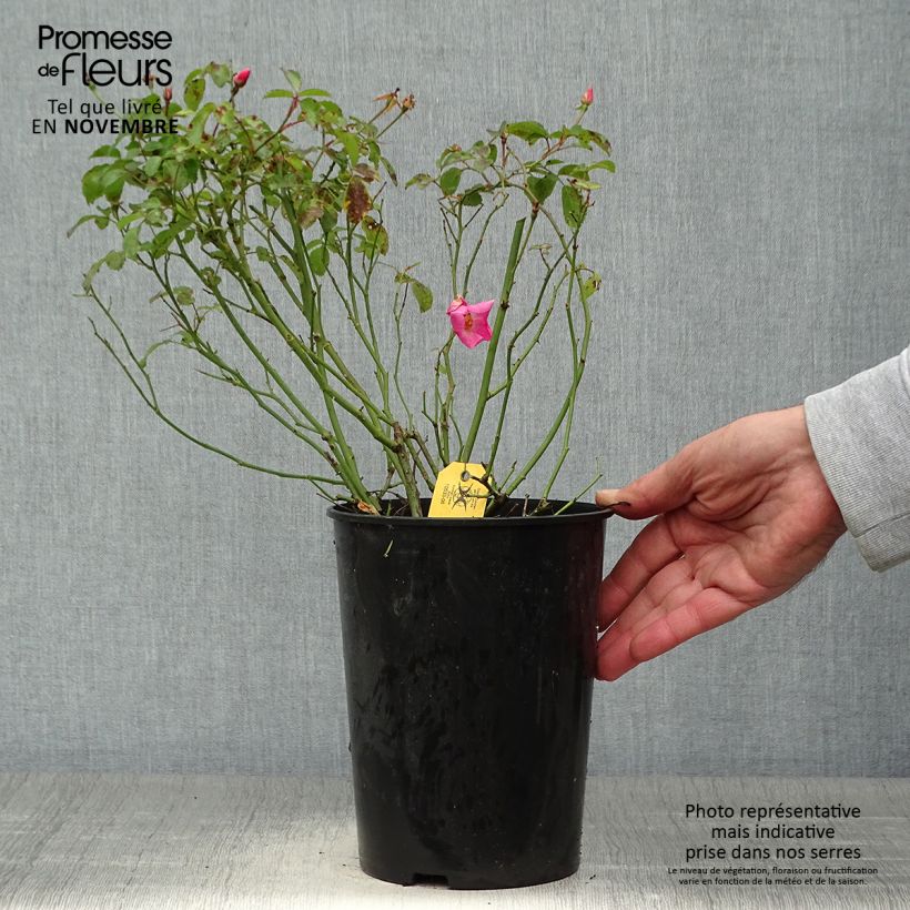 Exemplar von Rosa Rigo Rosen Fortuna - Moderne Hybrid-Rose Topf mit 2L/3L wie im Herbst geliefert