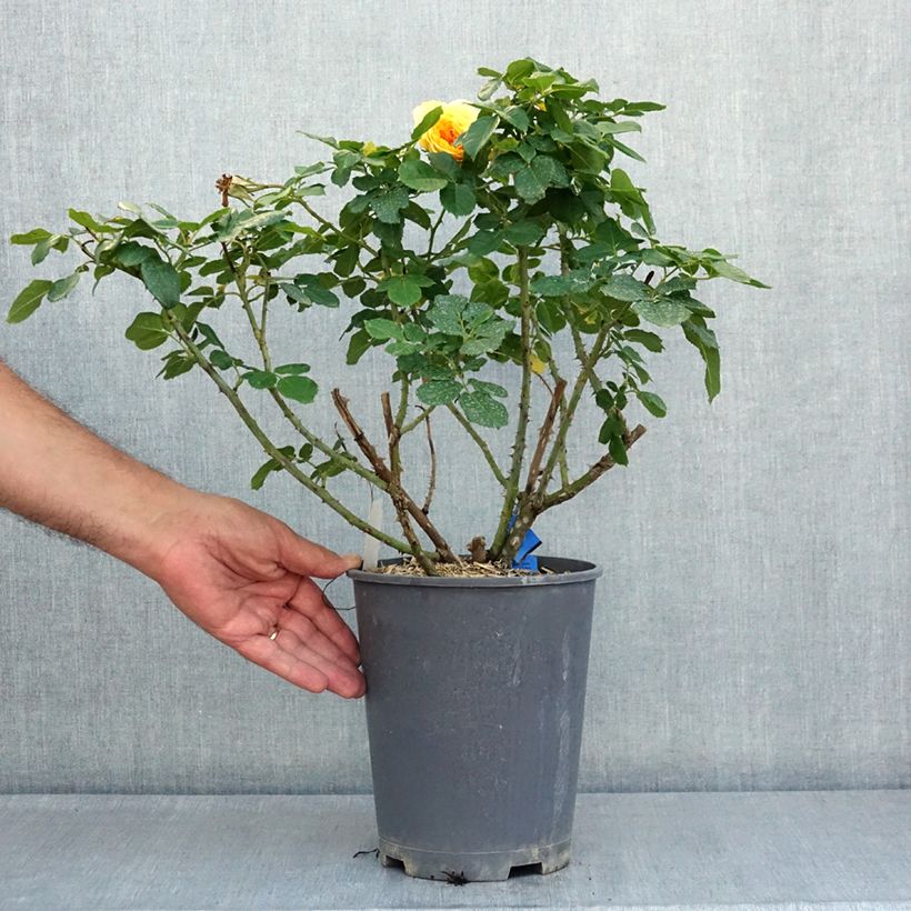 Exemplar von Rosa Generosa 100 idees Jardin - Guillot Rose Topf mit 4L/5L wie im Sommer geliefert