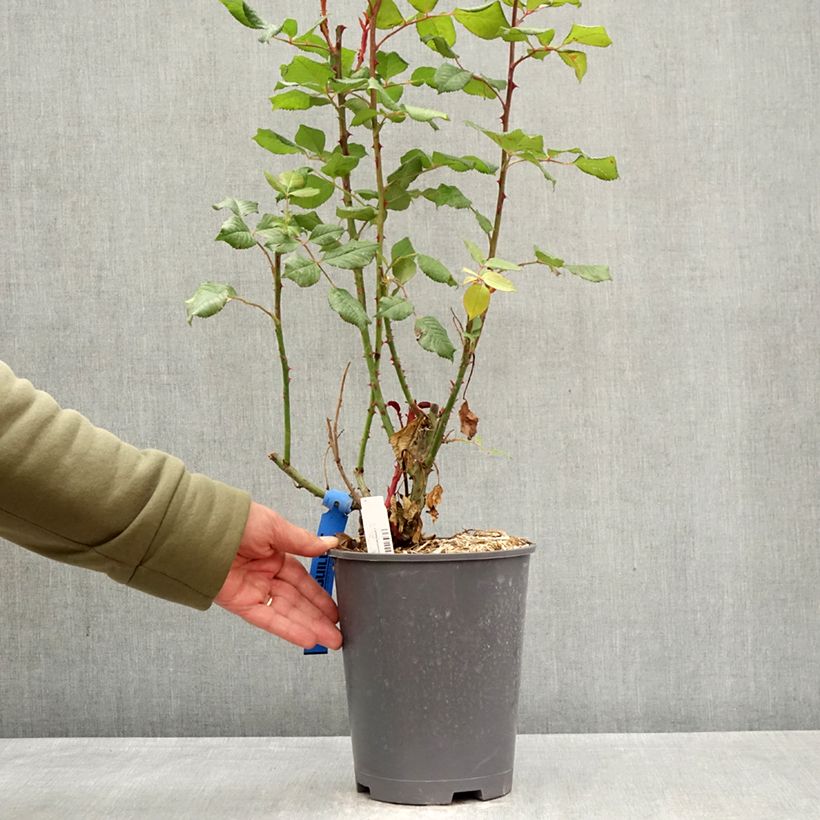Exemplar von Rosa Generosa Elodie Gossuin - Guillot Rose Topf mit 4L/5L wie im Frühjahr geliefert