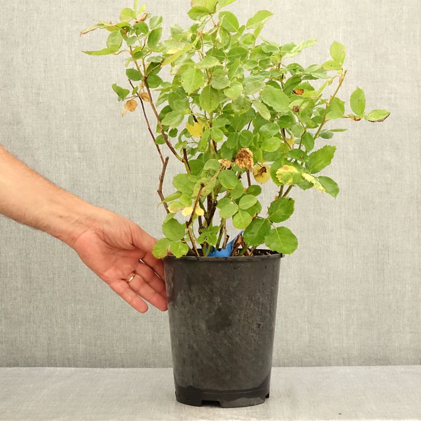 Exemplar von Rosa Generosa Laurent Voulzy - Guillot Rose Topf mit 4L/5L wie im Sommer geliefert