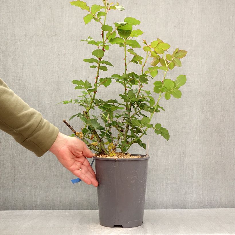 Exemplar von Rosa Generosa Reine Sammut - Guillot Rose Topf mit 4L/5L wie im Frühjahr geliefert