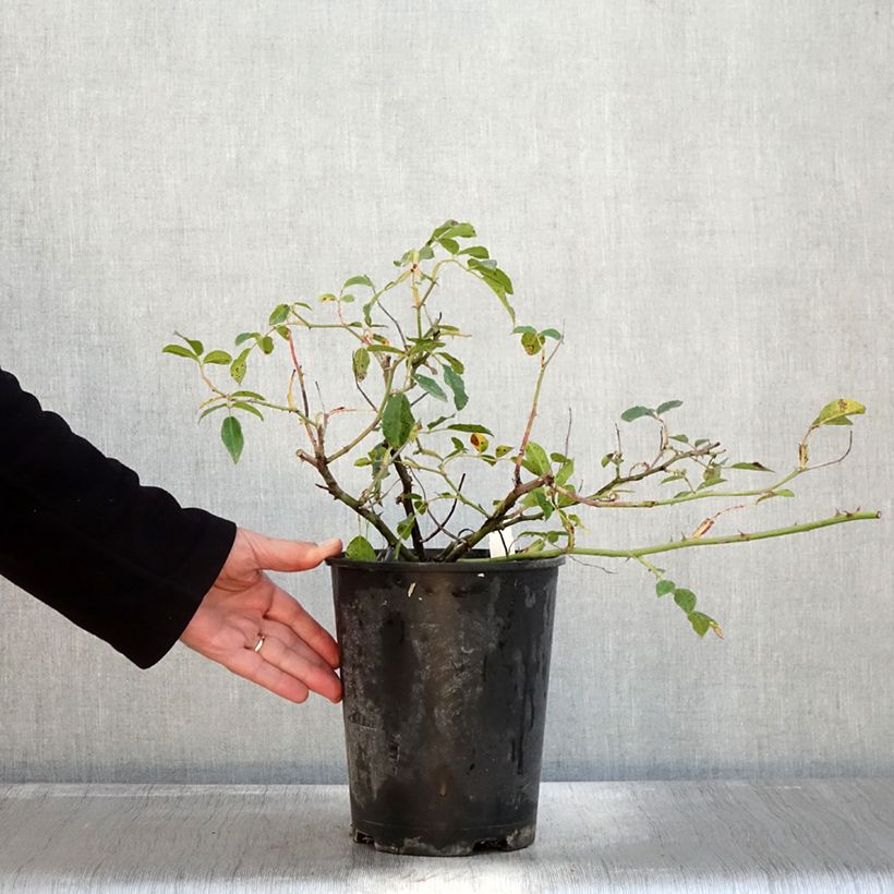 Exemplar von Rosa Aimée Vibert - Kletterrose Topf mit 4L/5L wie im Herbst geliefert