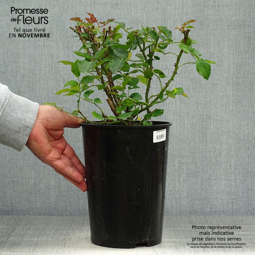 Exemplar von Rosa wichuraiana Albertine - Kletterrose Topf mit 4L/5L wie im Herbst geliefert