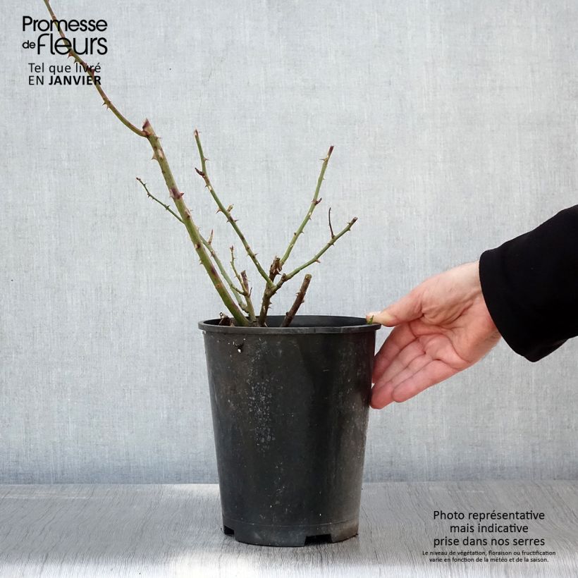 Exemplar von Rosa Bantry Bay - Kletterrose Topf mit 4L/5L wie im Winter geliefert