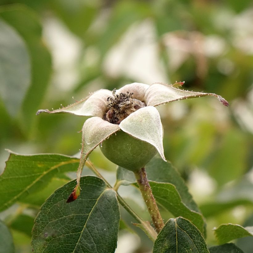 Rosa Compassion - Kletterrose (Ernte)