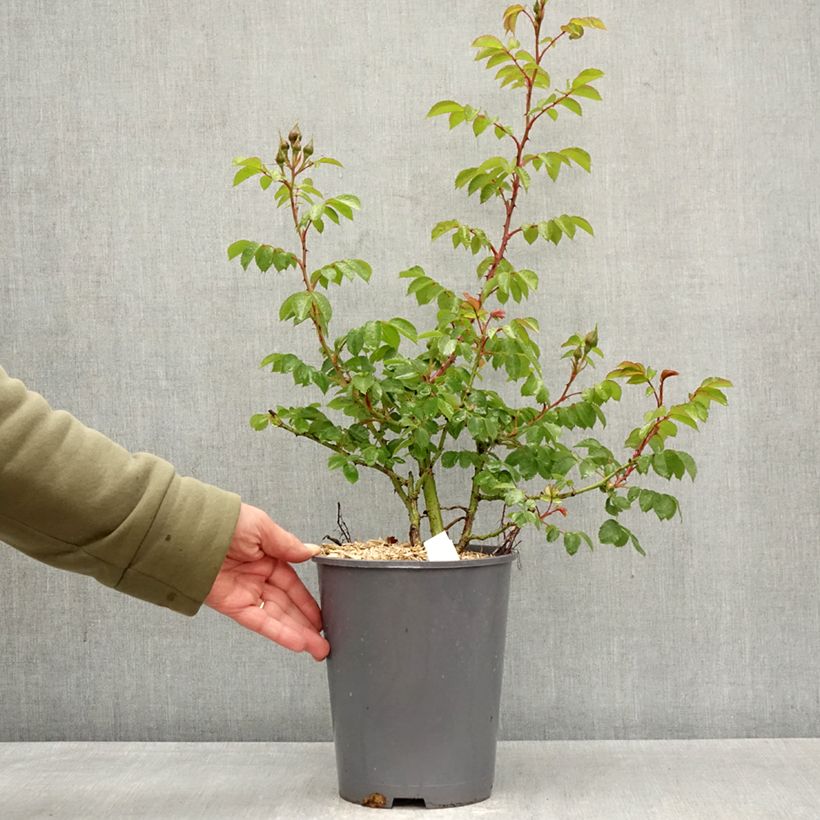 Exemplar von Rosa Climbing Max Bajazzo - Moderne Hybrid-Rose Topf mit 3L/4L wie im Frühjahr geliefert