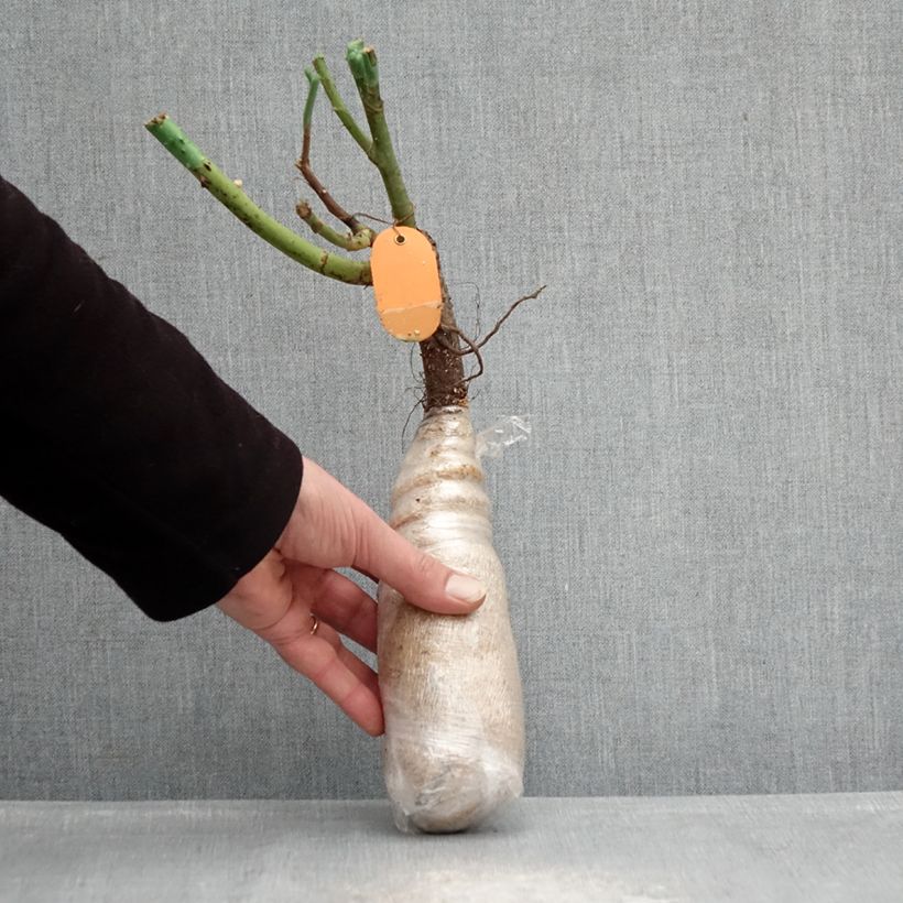 Exemplar von Rosa Climbing Max Kiss me Kate - Kletterrose Wurzelnackt in Beutel wie im Winter geliefert