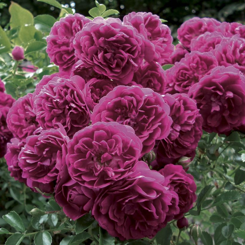 Rosa Crimson Shower - Kletterrose (Blüte)
