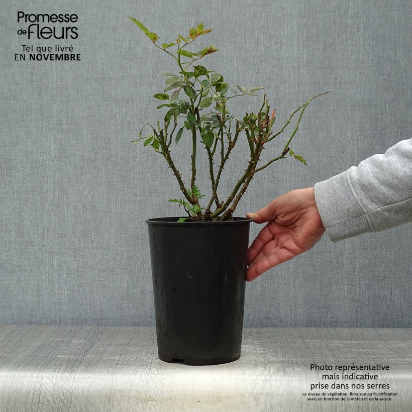 Exemplar von Rosa Cyclamen Pierre de Ronsard - Kletterrose Topf mit 4L/5L wie im Herbst geliefert