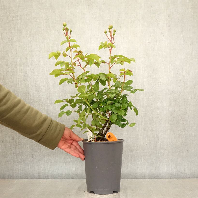 Exemplar von Rosa David Hockney - Kletterrose Topf mit 4L/5L wie im Frühjahr geliefert