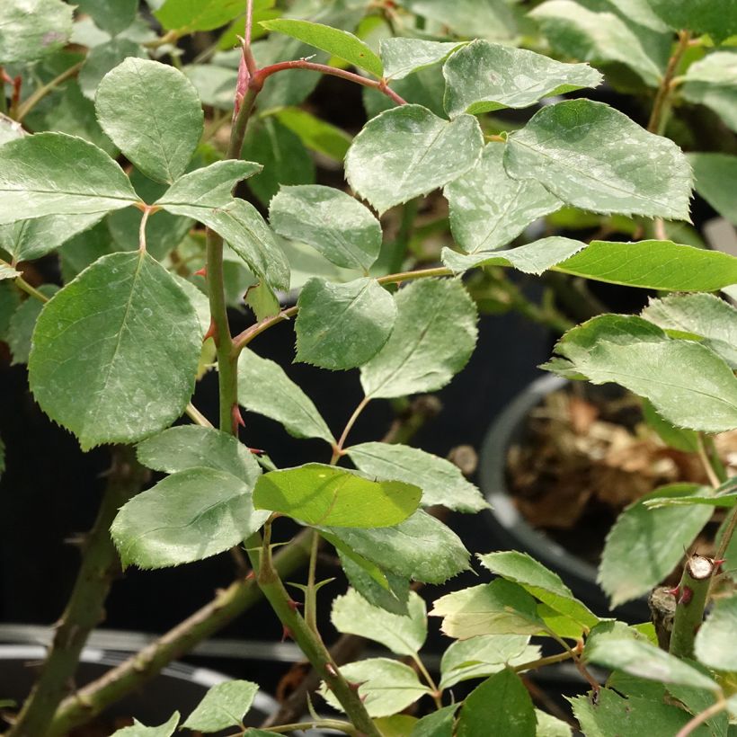 Rosa Dentelle de Malines lenfiro - Kletterrose (Laub)