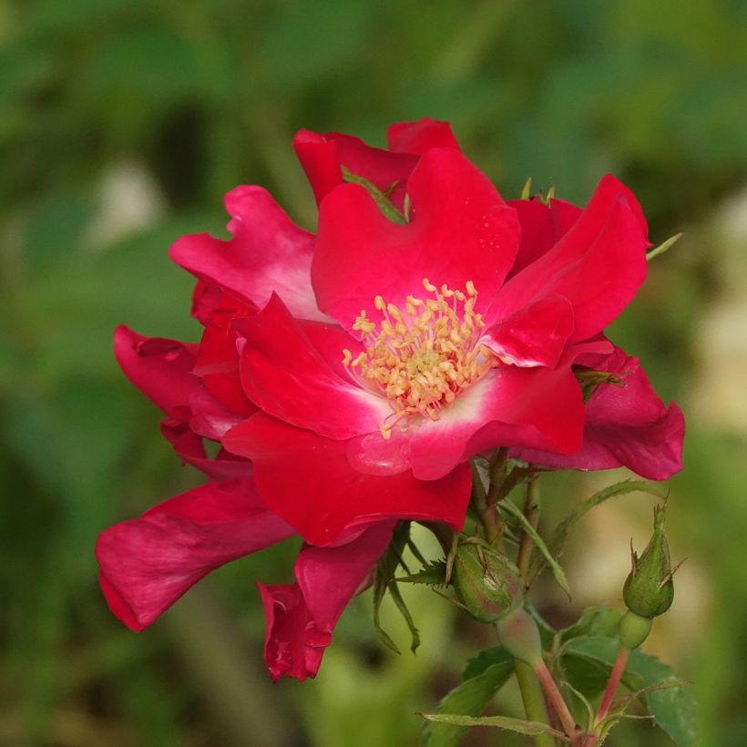 Rosa Dortmund - Kletterrose (Blüte)