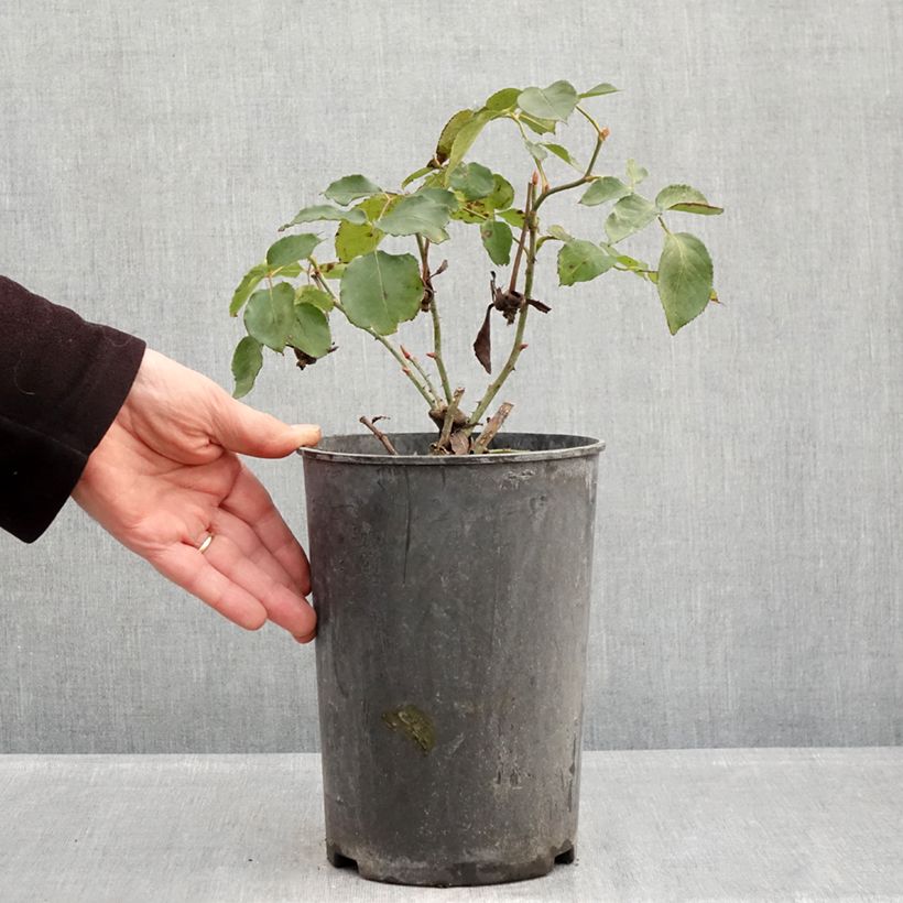 Exemplar von Rosa Etoile de Hollande - Kletterrose Topf mit 4L/5L wie im Winter geliefert