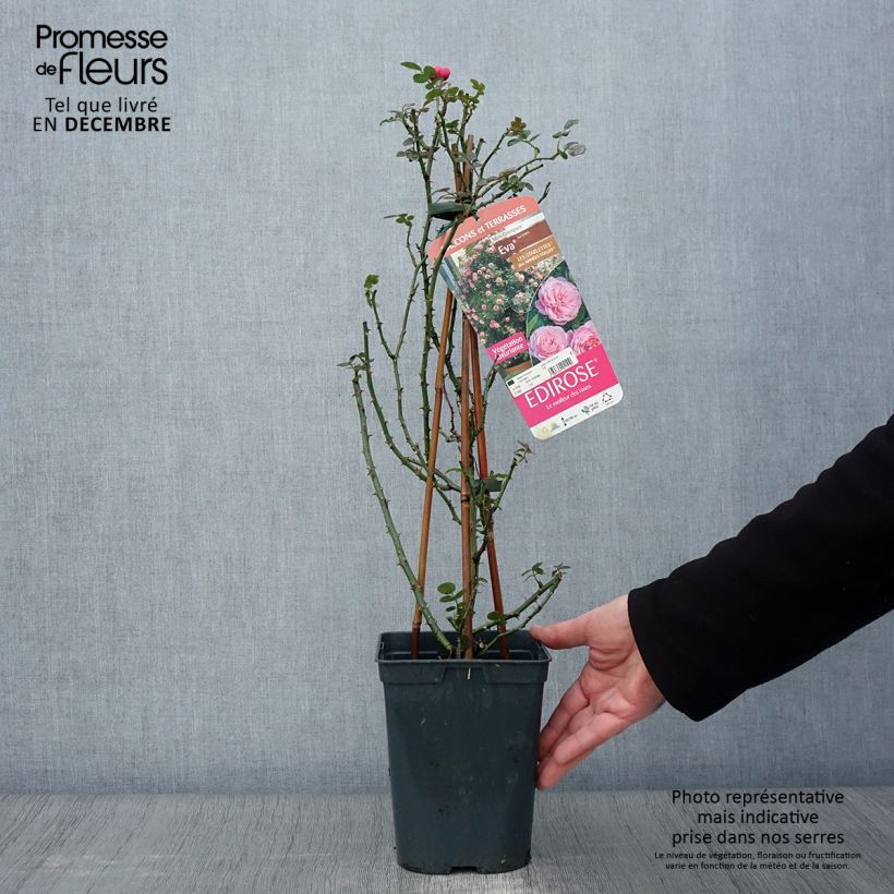 Exemplar von Rosa Starlet Rose Eva - Kletterrose Topf mit 4L/5L wie im Herbst geliefert