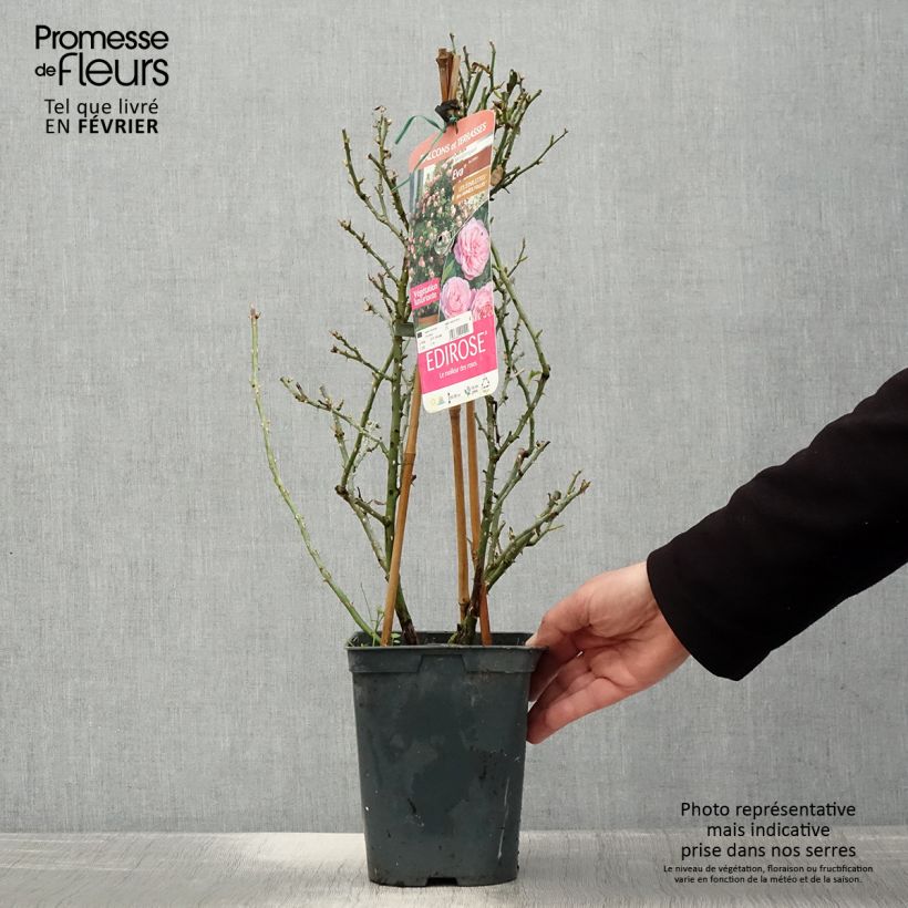 Exemplar von Rosa Starlet Rose Eva - Kletterrose Topf mit 4L/5L wie im Winter geliefert