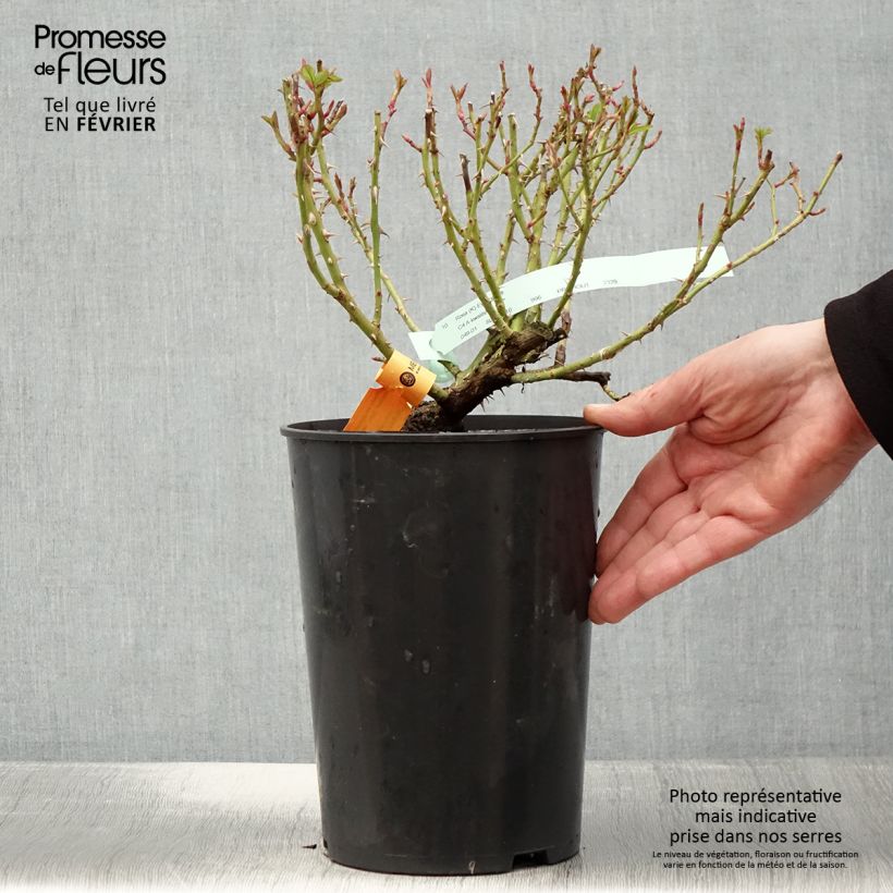 Exemplar von Rosa Eyeconic - Kletterrose Topf mit 4L/5L wie im Winter geliefert