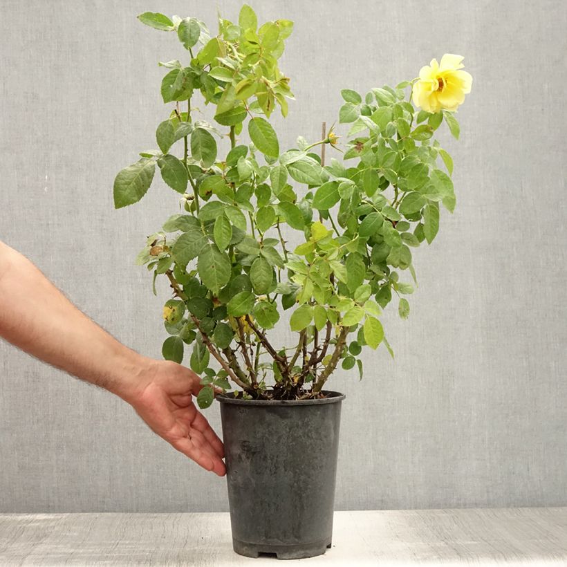 Exemplar von Rosa Golden Boy - Kletterrose Topf mit 4L/5L wie im Sommer geliefert
