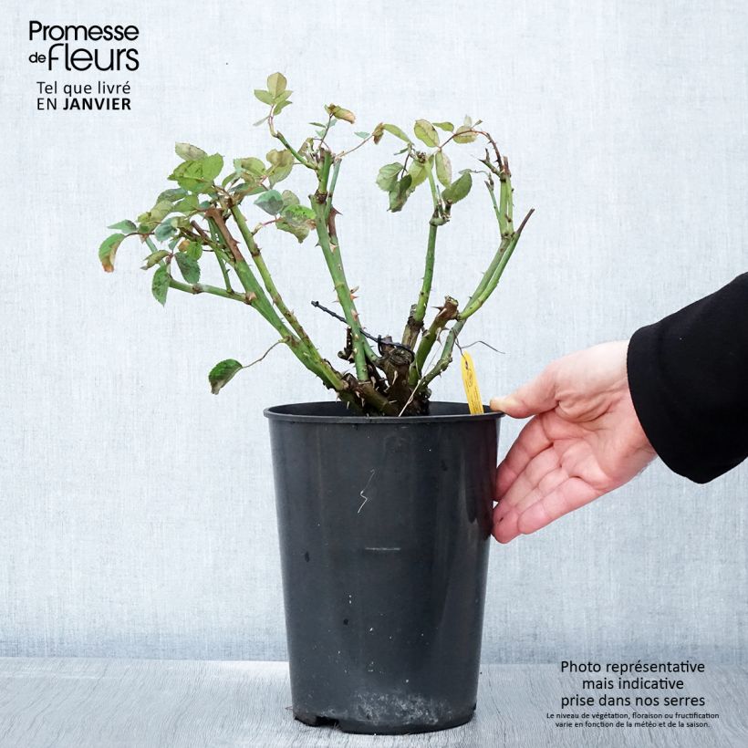 Exemplar von Rosa Golden Gate - Kletterrose Topf mit 4L/5L wie im Winter geliefert