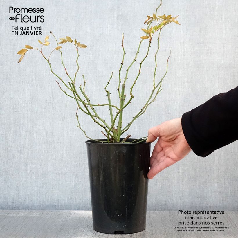 Exemplar von Rosa Guirlande d'Amour - Kletterrose Topf mit 4L/5L wie im Winter geliefert