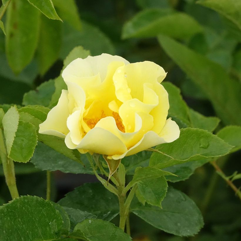 Rosa Happiness - Kletterrose (Blüte)