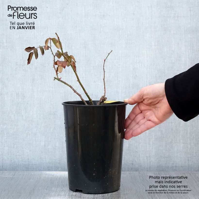 Exemplar von Rosa Laguna - Kletterrose Topf mit 4L/5L wie im Winter geliefert