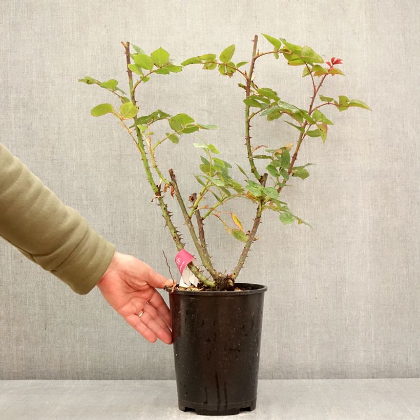 Exemplar von Rosa Long Island Oralinco - Kletterrose Topf mit 4L/5L wie im Frühjahr geliefert