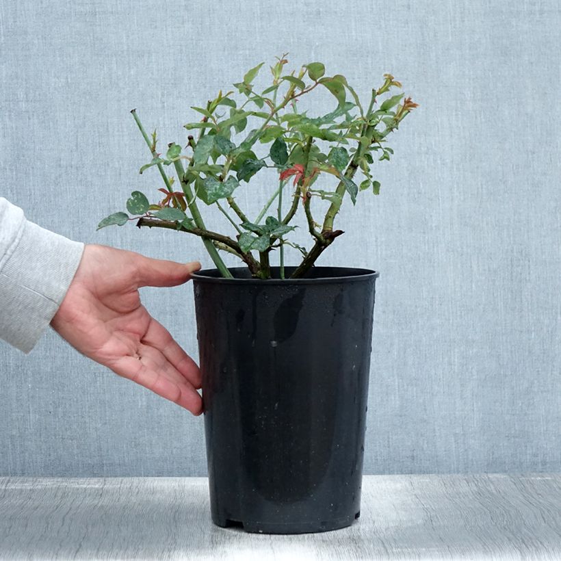 Exemplar von Rosa Mme Gregoire Staechelin - Alte Kletterrose Topf mit 4L/5L wie im Herbst geliefert