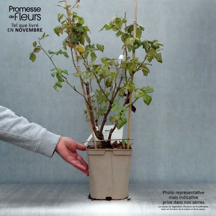 Exemplar von Rosa Nahéma - Kletterrose Topf mit 3L/4L wie im Herbst geliefert