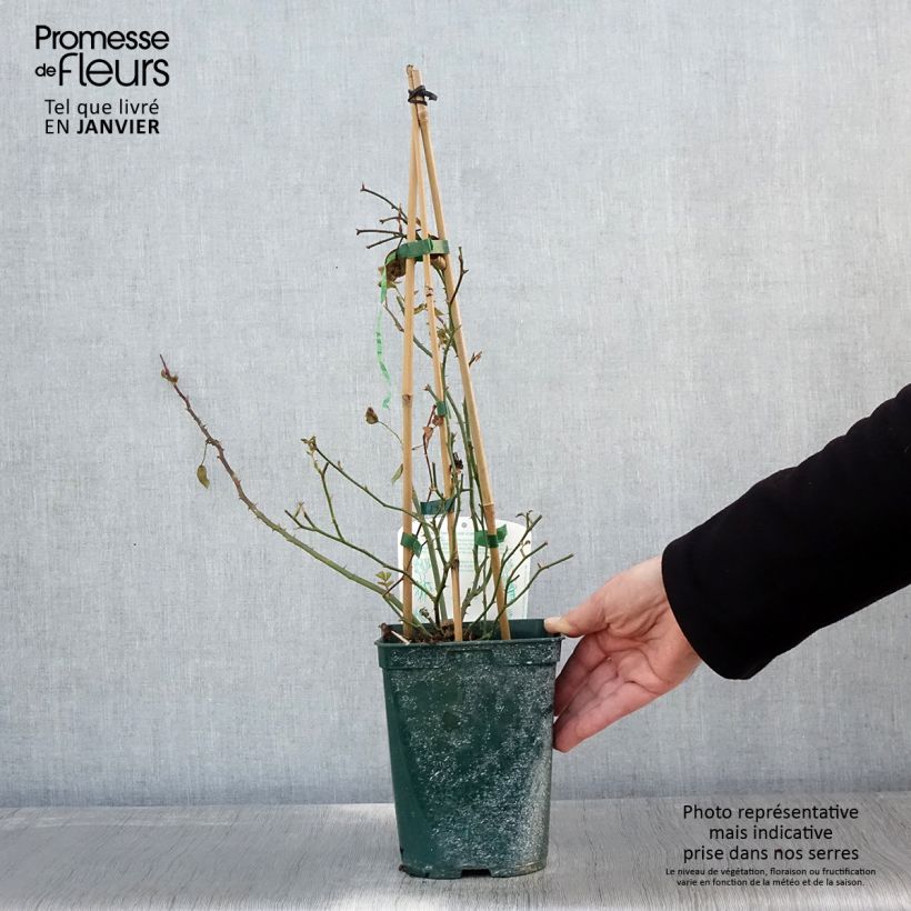 Exemplar von Rosa Starlet Rose Natalie - Kletterrose Topf mit 3L/4L wie im Winter geliefert