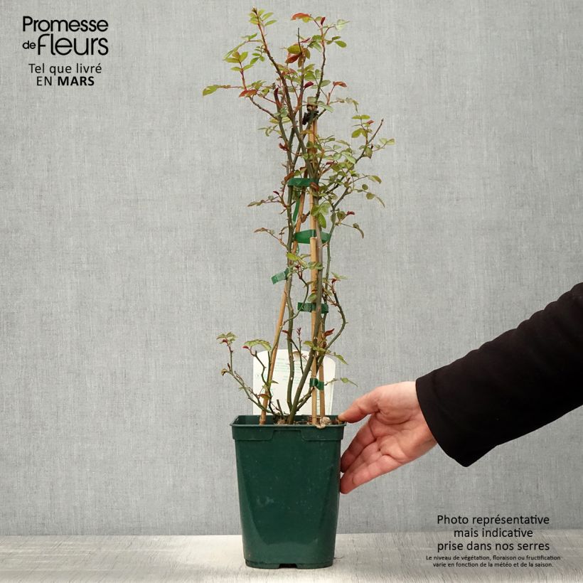 Exemplar von Rosa Starlet Rose Natalie - Kletterrose Topf mit 3L/4L wie im Frühjahr geliefert