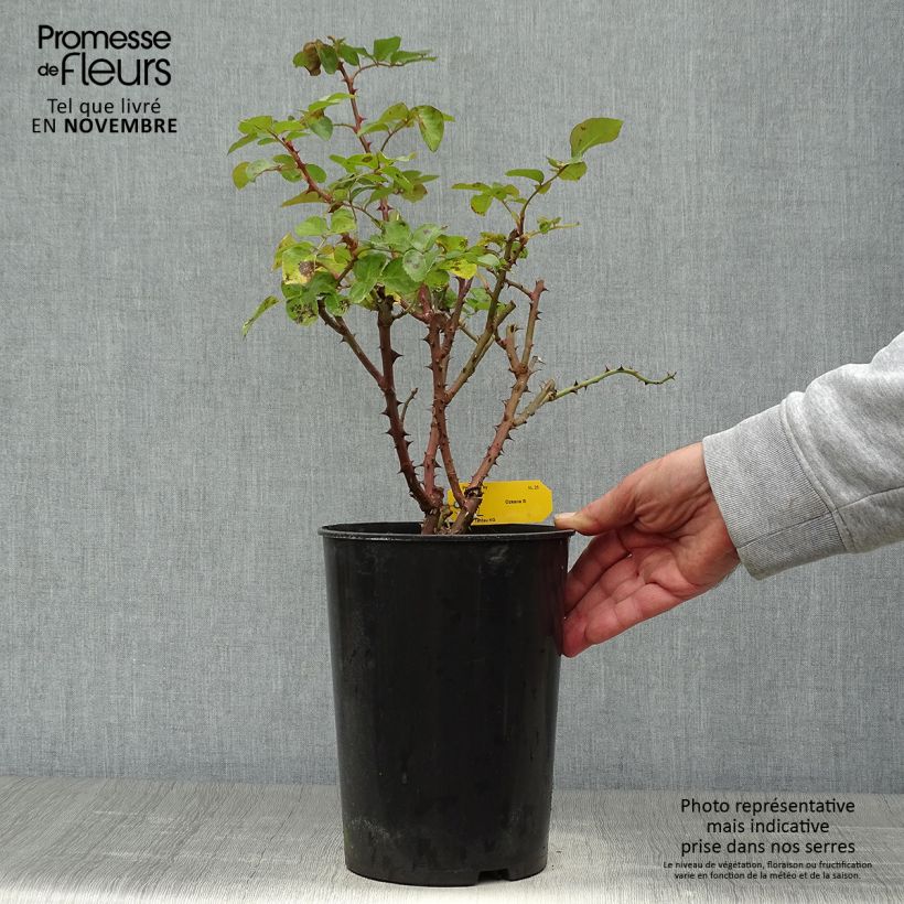 Exemplar von Rosa Ozeana - Kletterrose Topf mit 4L/5L wie im Herbst geliefert