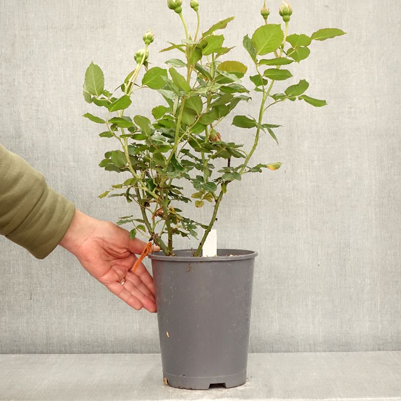 Exemplar von Rosa Palais Royal - Kletterrose Topf mit 4L/5L wie im Frühjahr geliefert