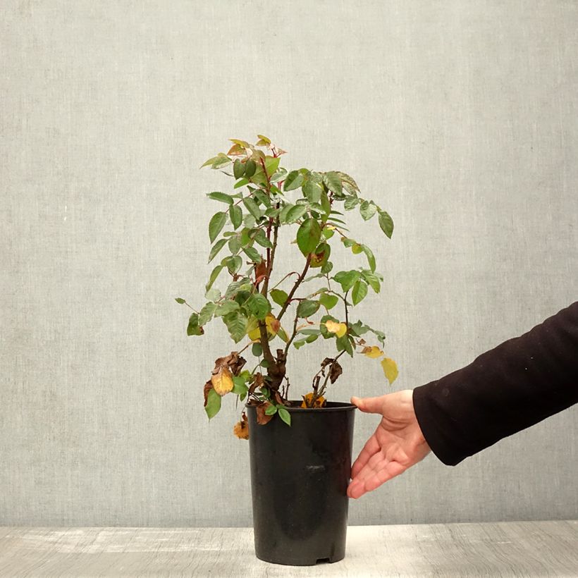 Exemplar von Rosa Parfuma Kiss me Kate - Kletterrose Topf mit 4L/5L wie im Herbst geliefert
