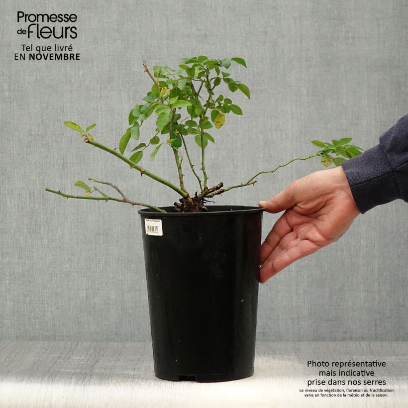 Exemplar von Rosa wichuraiana Paul Transon - Kletterrose Topf mit 4L/5L wie im Herbst geliefert