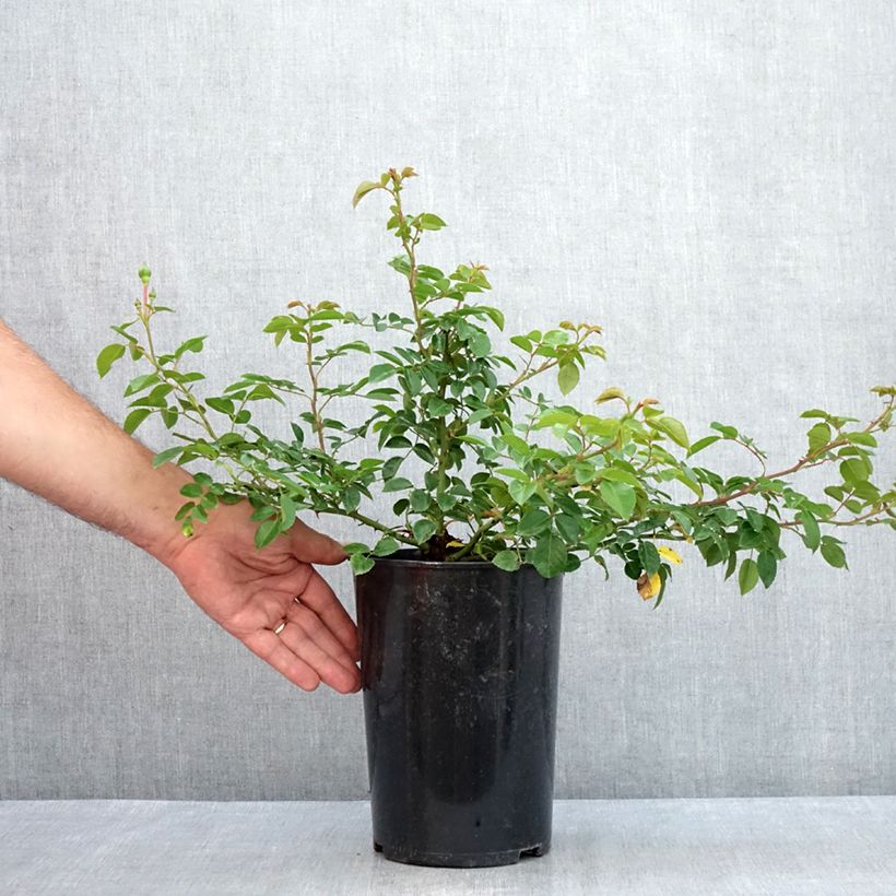 Exemplar von Rosa wichuraiana Paul Transon - Kletterrose Topf mit 4L/5L wie im Sommer geliefert