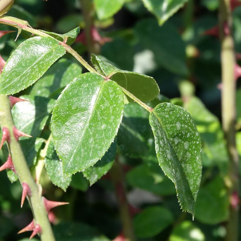 Rosa Penny Lane - Kletterrose (Laub)