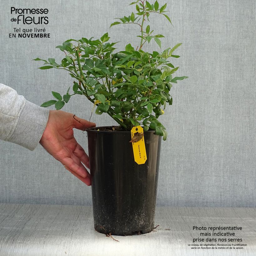 Exemplar von Rosa Perennial Blue - Kletterrose Topf mit 4L/5L wie im Herbst geliefert