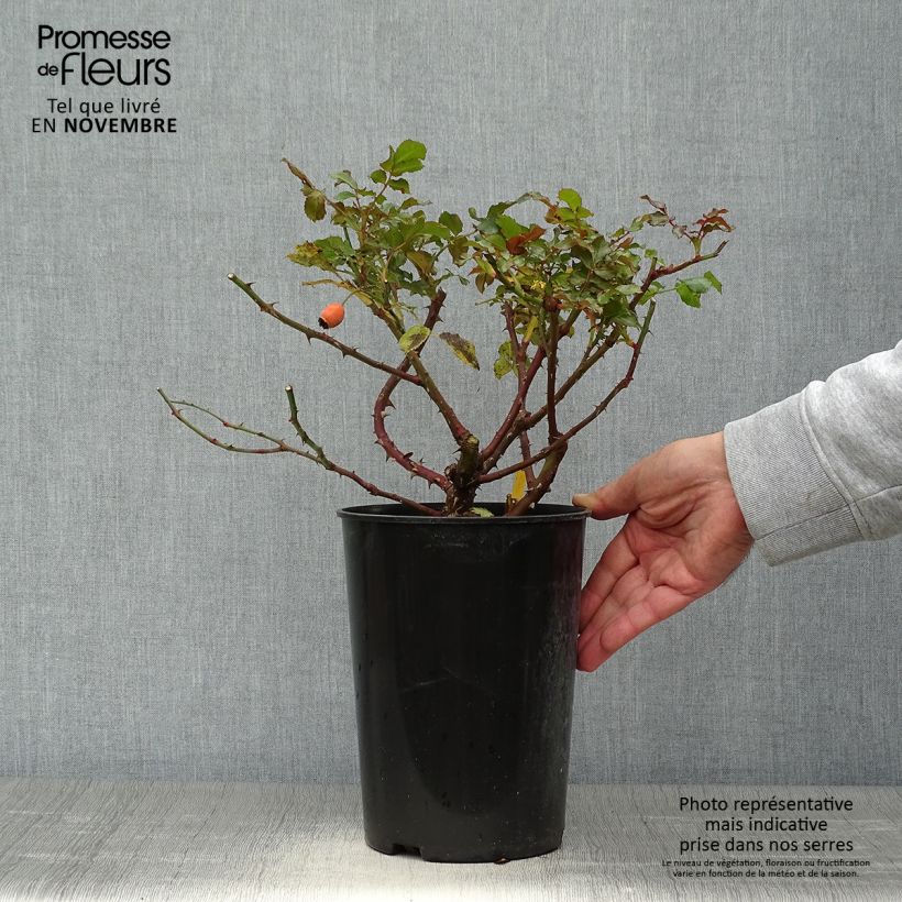 Exemplar von Rosa Rosarium Uetersen - Kletterrose Topf mit 4L/5L wie im Herbst geliefert